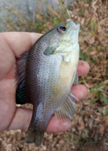 Bluegill make excellent bait when going after larger species