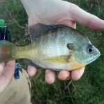 Holding fish to be kept requires fewer concerns than handling fish to be released