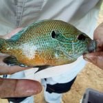 Pan fish may be small, but have a fight we could learn a lot from