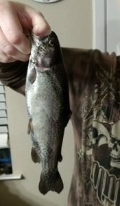 Stocked trout are rarely on the catch and release plan