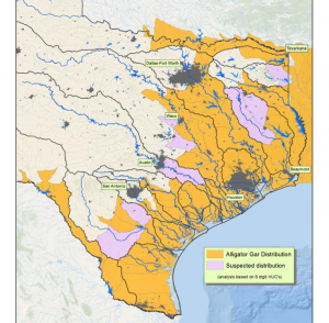 TPWD Map of Alligator Gar Tracking