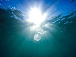 Sunlight is brighter underwater and can be painful to fish