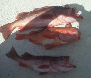 Successful day Rock Cod Fishing