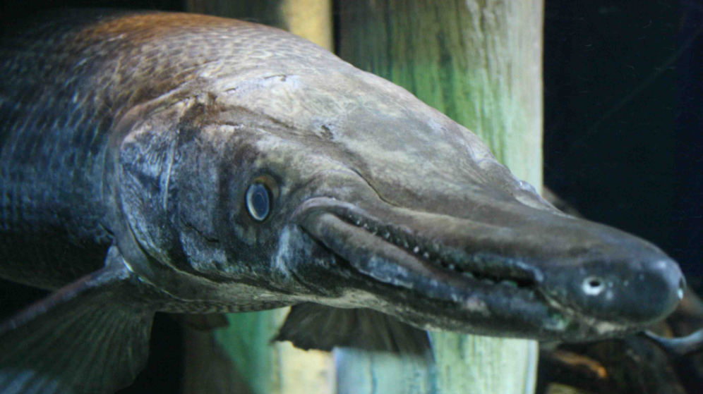 Rarely seen, rarely caught, monsters of the deep can be an exciting way to spend valentines day