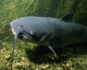 catfish are strong, heavy fish, that fight unlike many of the other large fish