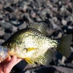 Crappie