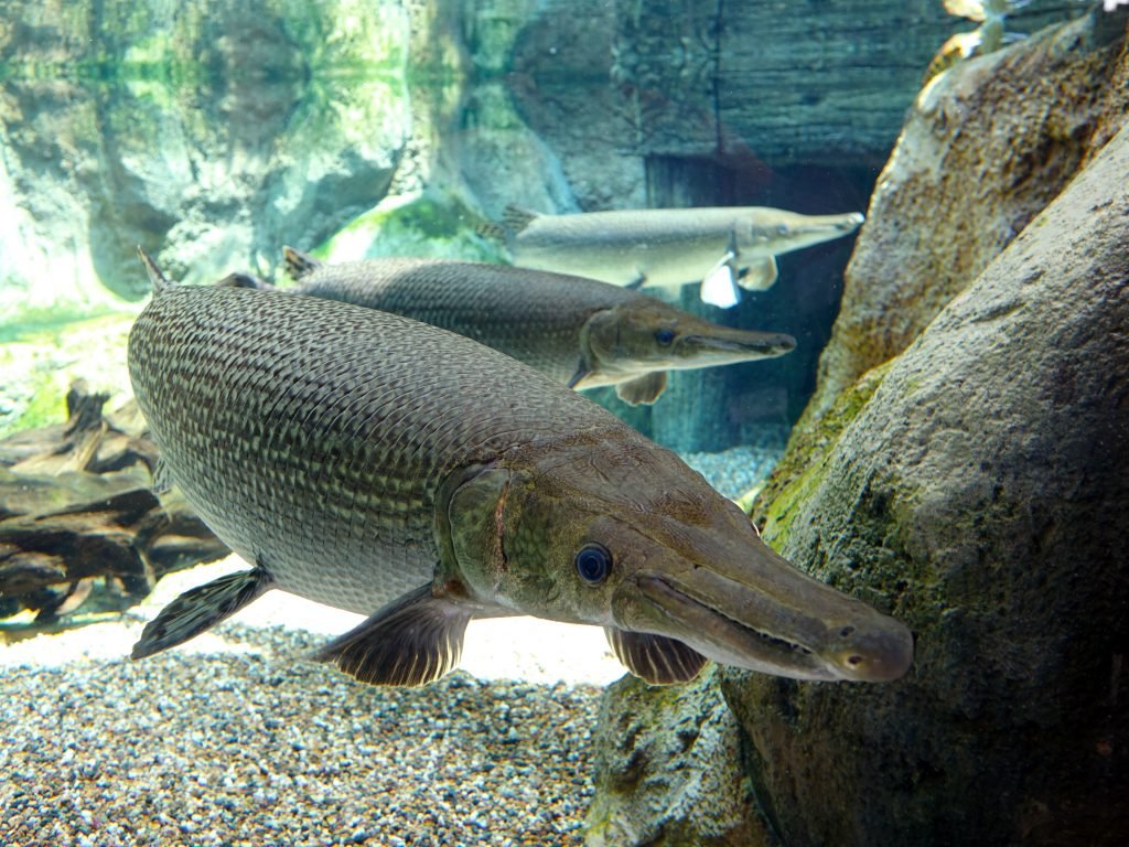 An alligator gar can be a rare and special catch for many people. Perhaps you can take your special someone on a guided tour for that special catch on valentine's day.