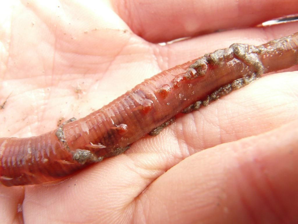 Do you always bait your worm with your right hand?