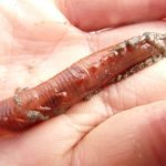 many people have never experienced fishing with live bait. Would it be something new for you and your date?
