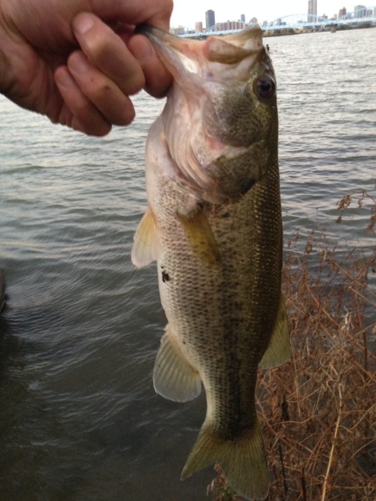 Largemouth bass are a popular and unique style of fishing