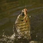 Bluegill require very little equipment and can provide loads of fun for a valentines date