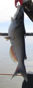 The channel catfish can challenge some of the strongest reels when fishing near their dens.