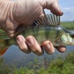 small perch caught on small lures usually require a light action rod with a spinning reel