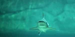 many deep sea anglers search for that rush of catching a strong fighter like the shark
