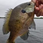 sunfish are ideal for learning to fish on spinning reels