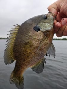 sunfish are ideal for learning to fish on spinning reels
