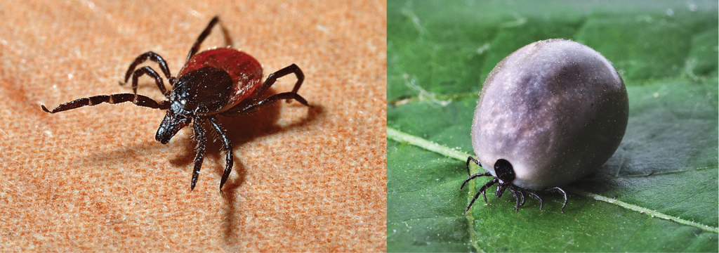 Hard tick or soft tick, these are creatures you should try to avoid