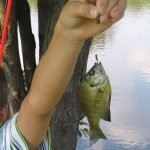 Not handling the fish at all is a good option when the hook can be easily removed