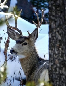 whitetail hunting can be a very solitary experience.