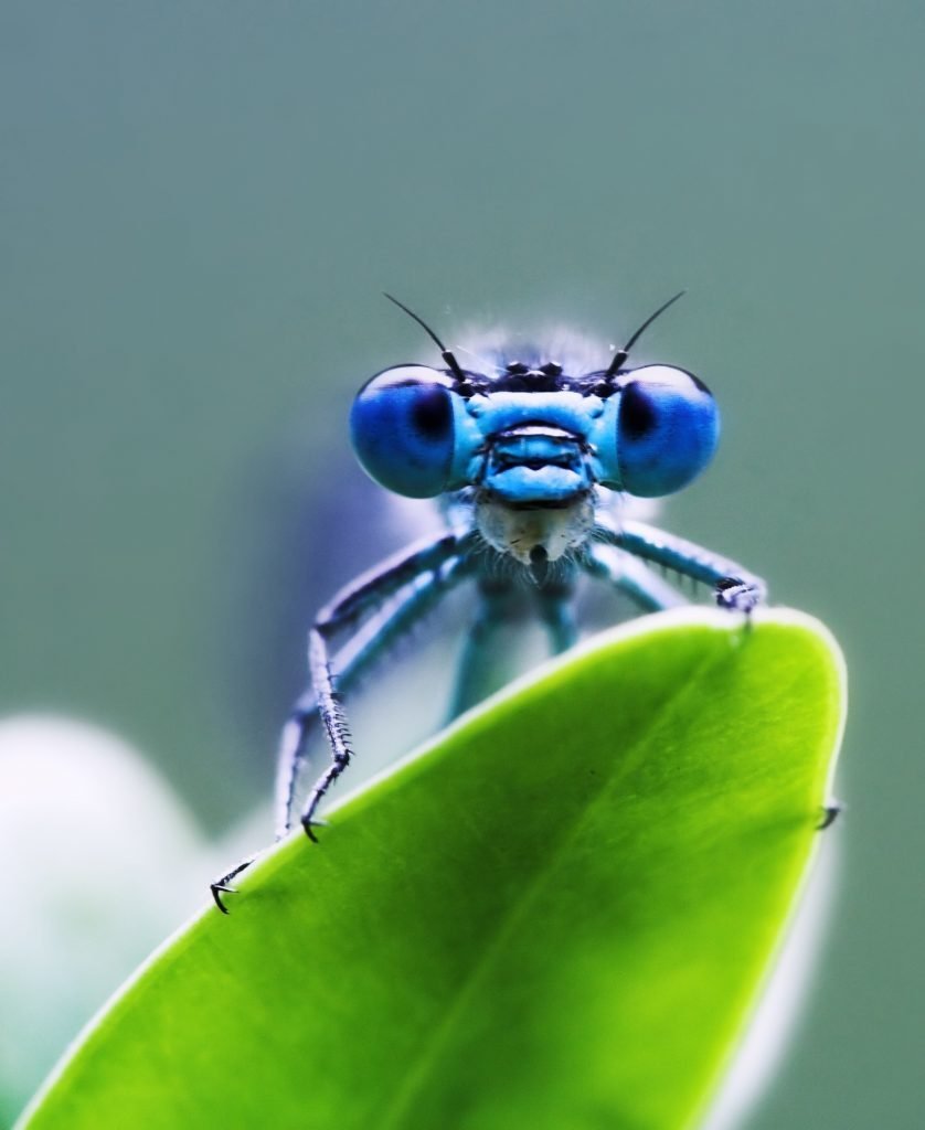 Dragonfly myths can be good or bad depending on what they do