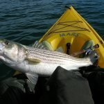 Fishing kayaks are great for bass fishing