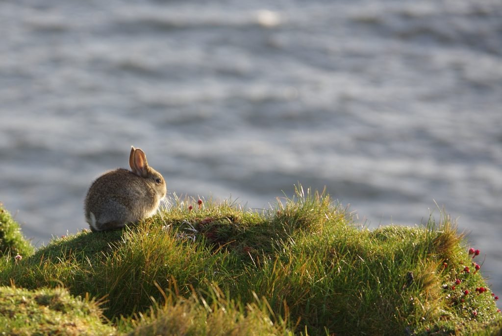 Rabbits may be good luck on land, but they are a curse to the angler's waters in many fishing traditions.