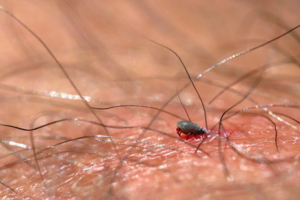 Ticks are so small that they can often be overlooked