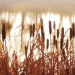 tall grass gives ticks a vantage point to wait for passers by