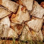 Wood piles offer perfect homes for waiting ticks