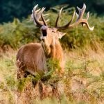Big game who rarely see or smell human intruders will be less on guard when you are hunting them.