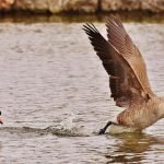 Hunting birds from rarely accessed waterways can help reduce their skepticism.