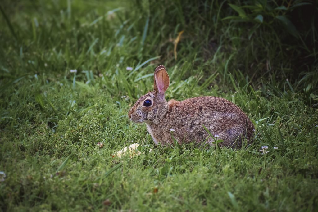 Wild rabbit can taste far better than farm raised produce.