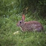 Wild rabbit can taste far better than farm raised produce.