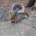 Healthy squirrel populations will be much more plentiful the further away you get from towns.