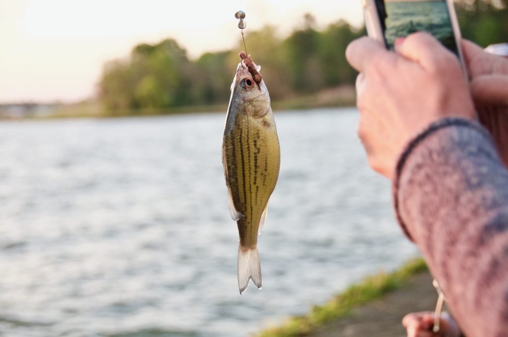 Live bait fishing will use worms, nightcrawlers, cut pieces of fish, whole dead fish, live fish, insects, or anything else that is or was alive.