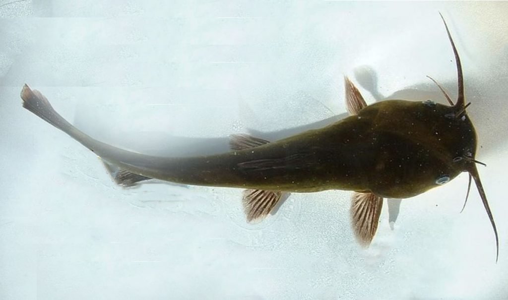 A young black bullhead catfish
