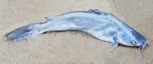 The blue catfish is probably the easiest of all catfish to identify.