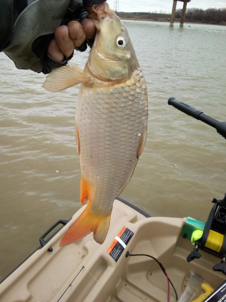 Carp can be fighters, but their demand on the rod do not require as strong of a selection as most would expect.