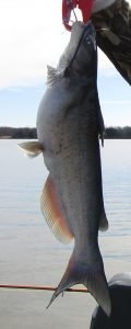 The channel catfish can be quickly identified by the dark back and speckled sides.