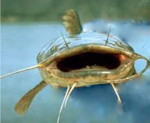 The flathead catfish is very self-explanatory.