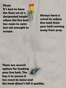 Live bait can be some of the best options for catching catfish.