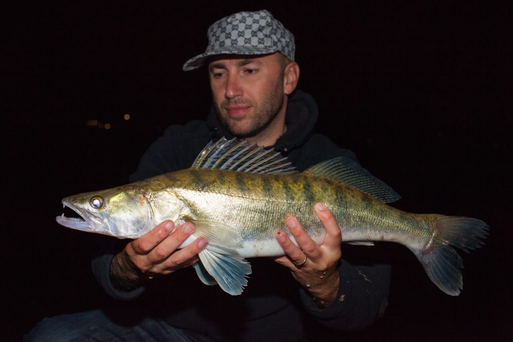 Though perch are typically caught as smaller, less rod demanding fish, they can still grow to be rather large and strong challenges to your fishing pole