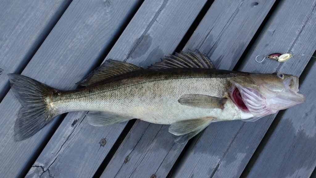 Walleye are more of a mid range fish but can still put a significant strain on your fishing rod