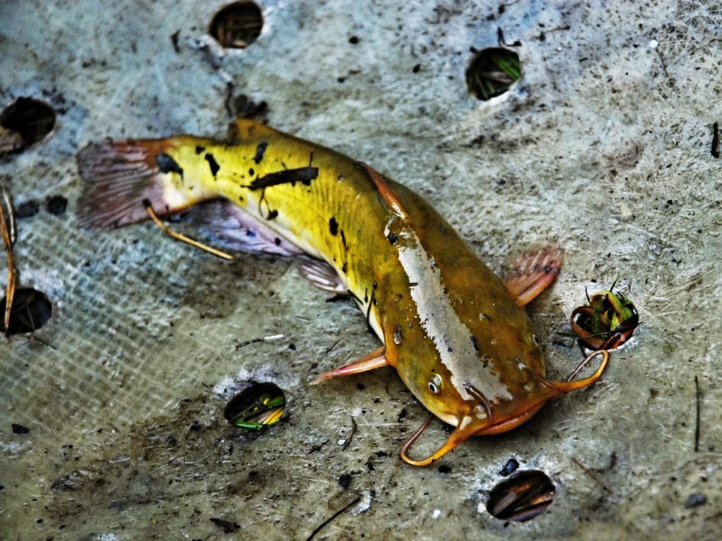 The yellow bullhead catfish is a unique and easily identifiable fish