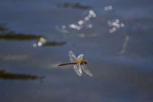 Tracking the insect patterns at your local fishery can help predict fish feeding patterns.