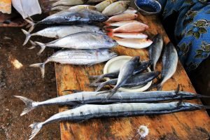 Morning catches will typically be larger in number but smaller in individual size.