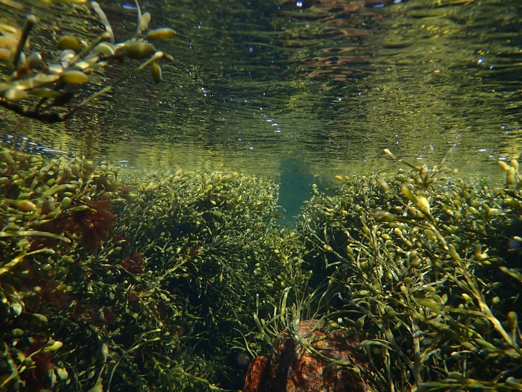 plants are a great shelter for fish, but a major challenge to your fishing rod.