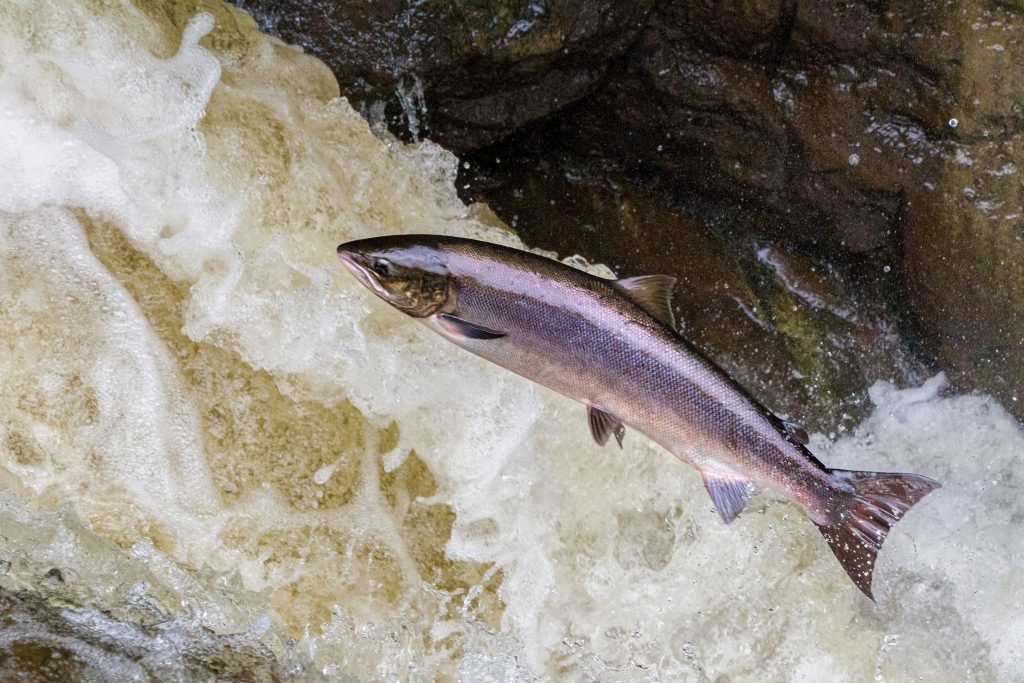 Freshwater salmon will be smaller than your typical saltwater salmon, but can still present a significant challenge to an underweighted rod.