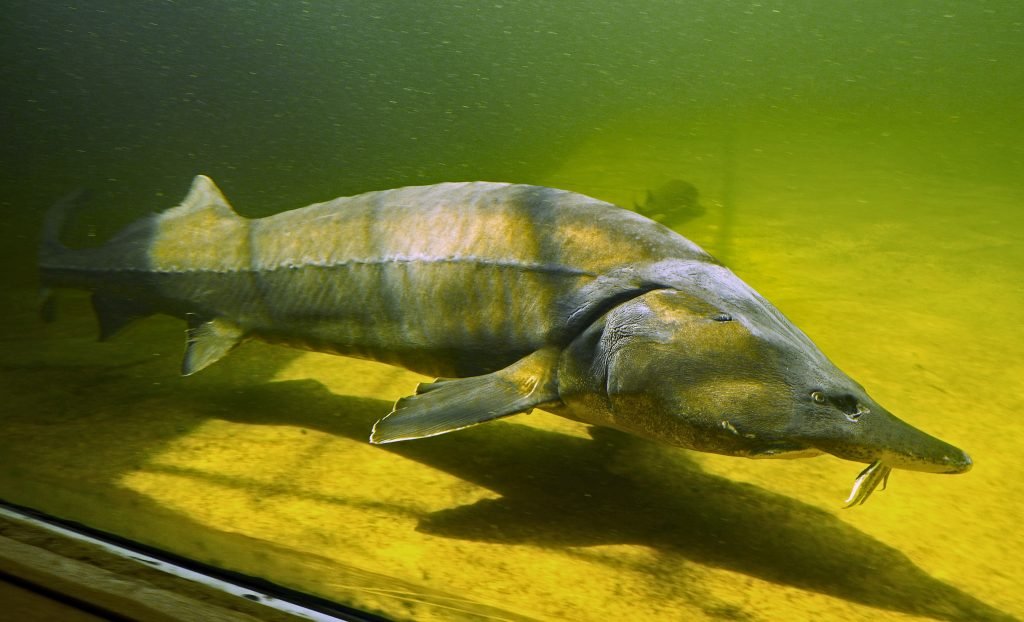 Sturgeon are typically large, strong fish that will put significant strain on just about any fishing rod you choose.