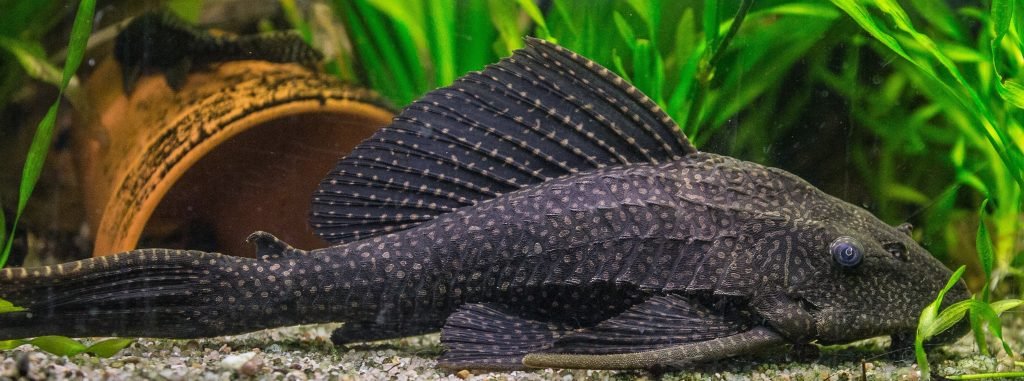 The armored catfish is not natural to US waters and, as such, has no natural predator to regulate it's procreation rates.